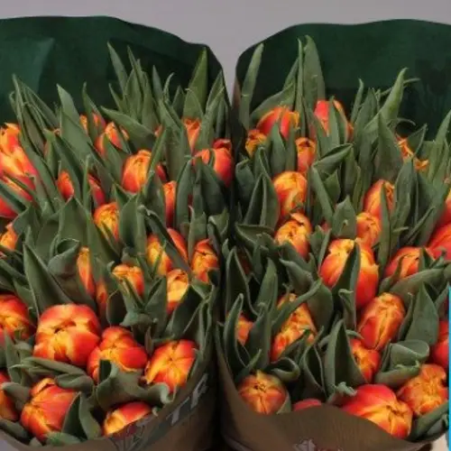 Tulpe gelb/rot doppel Dreadlock holiday 30 Gramm