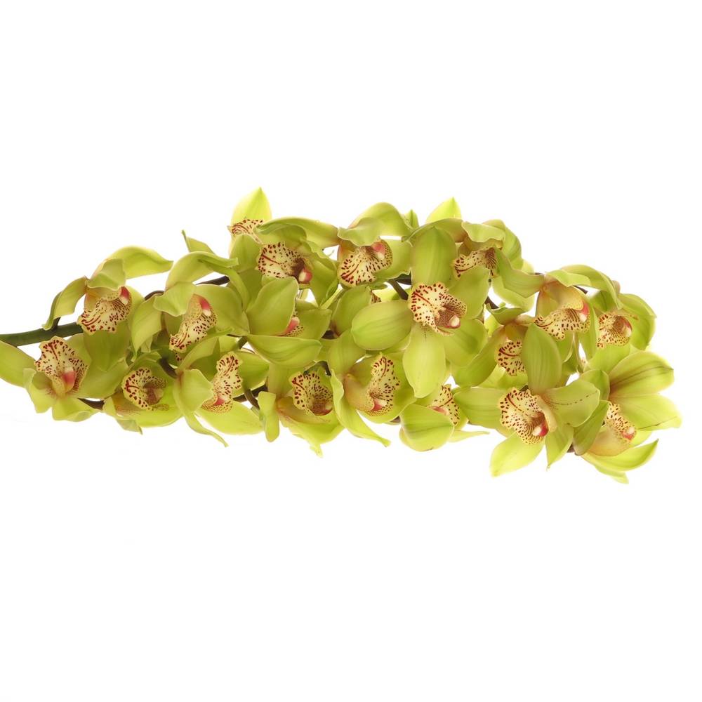 Cymbidium grün Bonny 60cm 9+Blüte