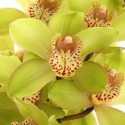 Cymbidium grün Bonny 60cm 9+Blüte