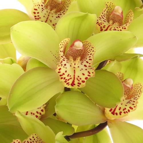 Cymbidium grün Bonny 60cm 9+Blüte