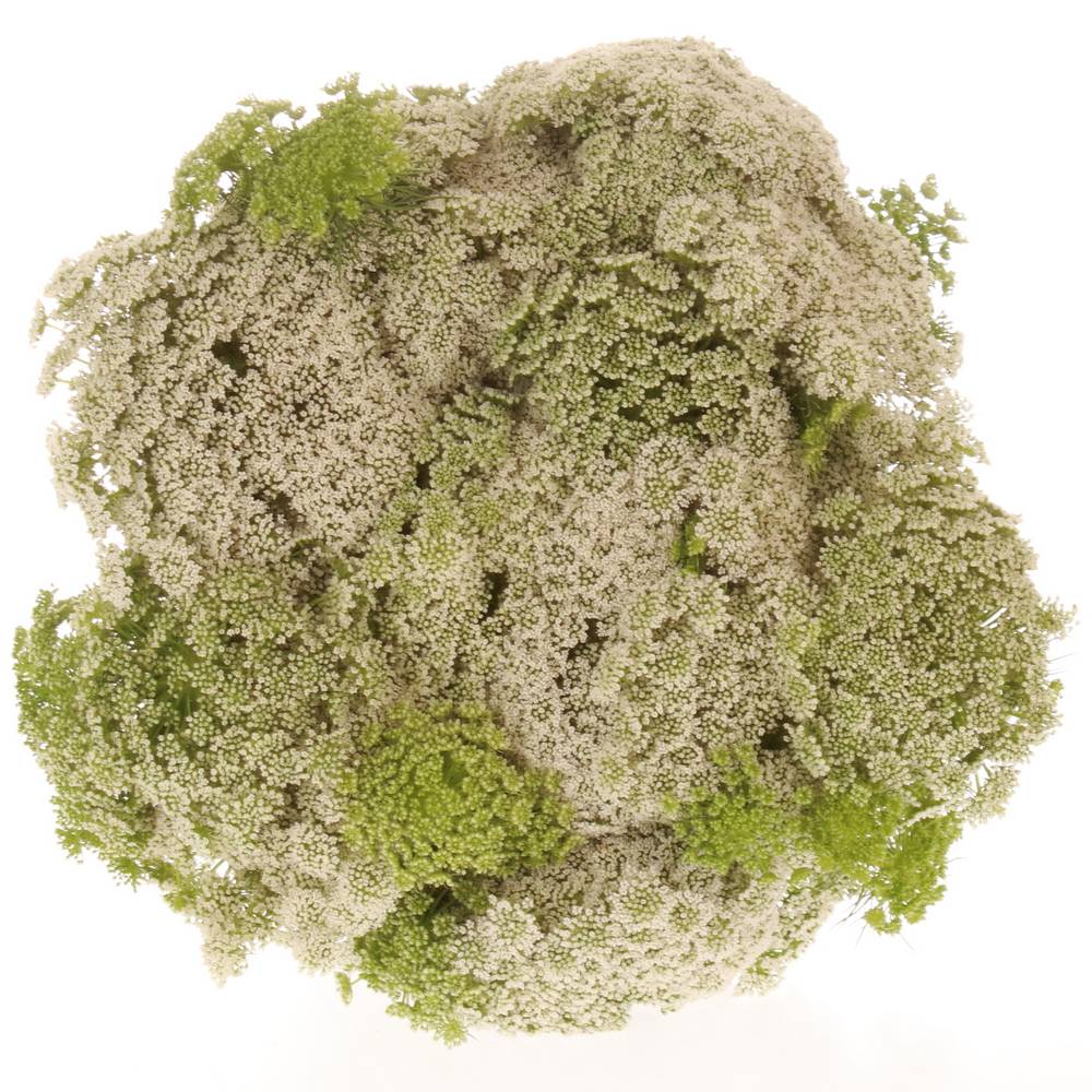 Dille weiss Visnaga Bündel 40cm