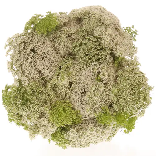 Dille weiss Visnaga Bündel 40cm