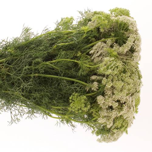 Dille weiss Visnaga Bündel 40cm