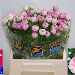 Ranunkel hell rosa Amandine Pink 42cm