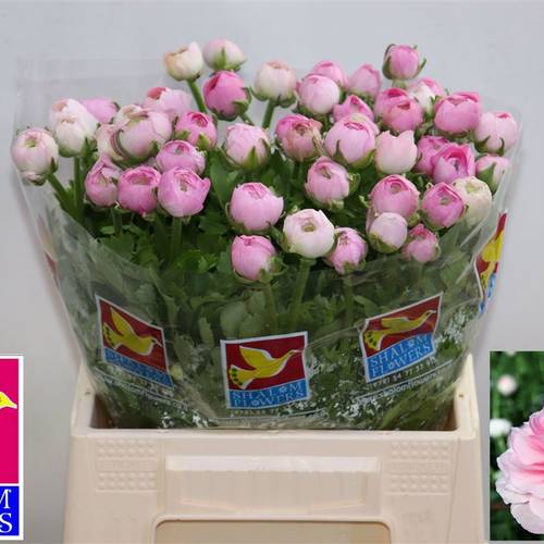 Ranunkel hell rosa Amandine Pink 42cm
