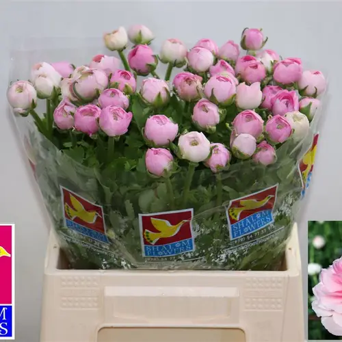 Ranunkel hell rosa Amandine Pink 42cm