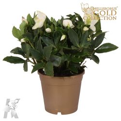 Helleb.weiss Diva Gold Topf T15 H30