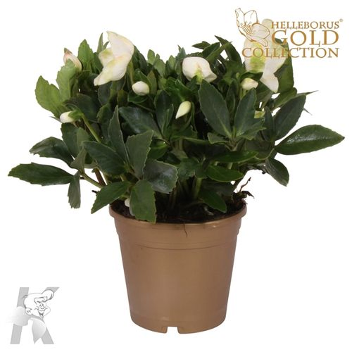 Helleb.weiss Diva Gold Topf T15 H30