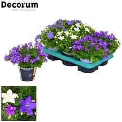 Campanula mix T11 H017