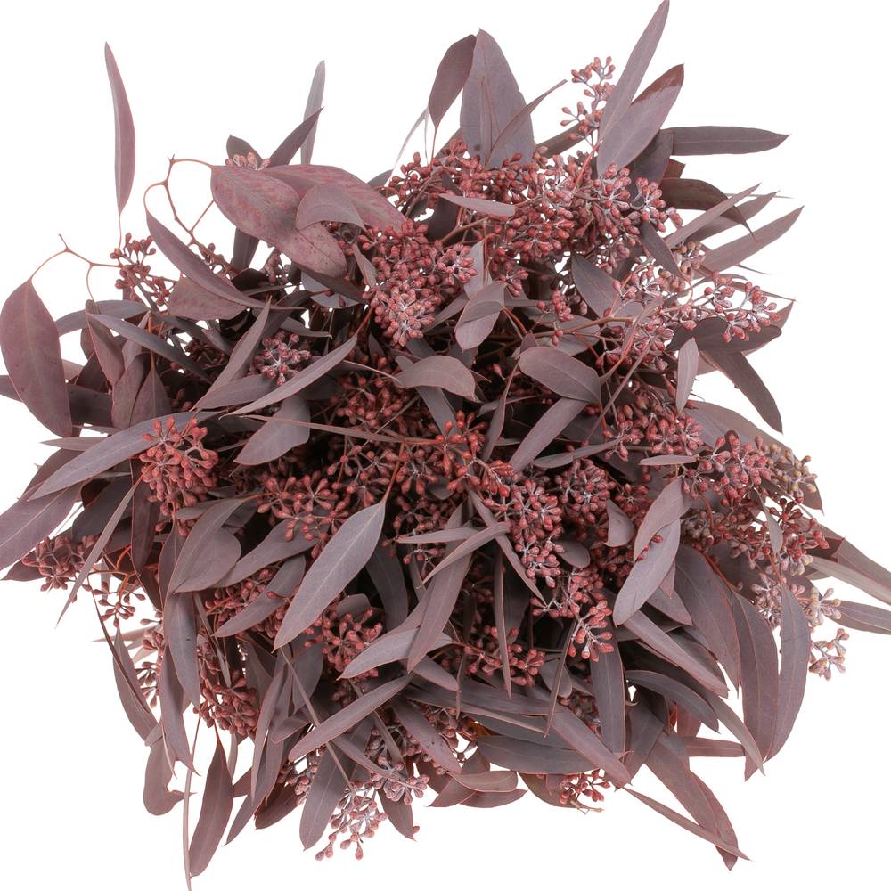 Populus rot Frucht gezogen 300 Gramm 60cm