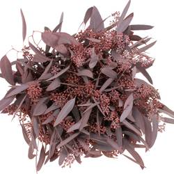 Populus rot Frucht gezogen 300 Gramm 60cm