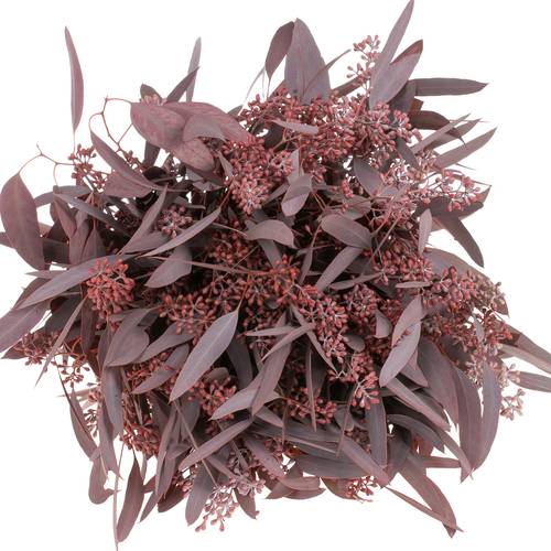 Populus rot Frucht gezogen 300 Gramm 60cm