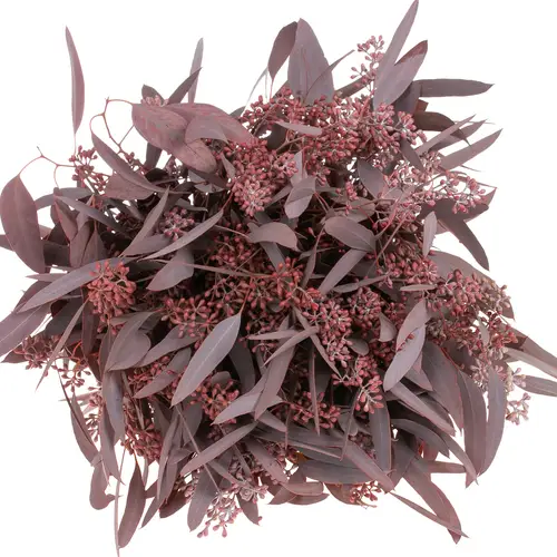 Populus rot Frucht gezogen 300 Gramm 60cm