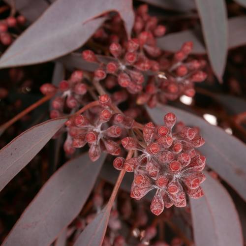 Populus rot Frucht gezogen 300 Gramm 60cm