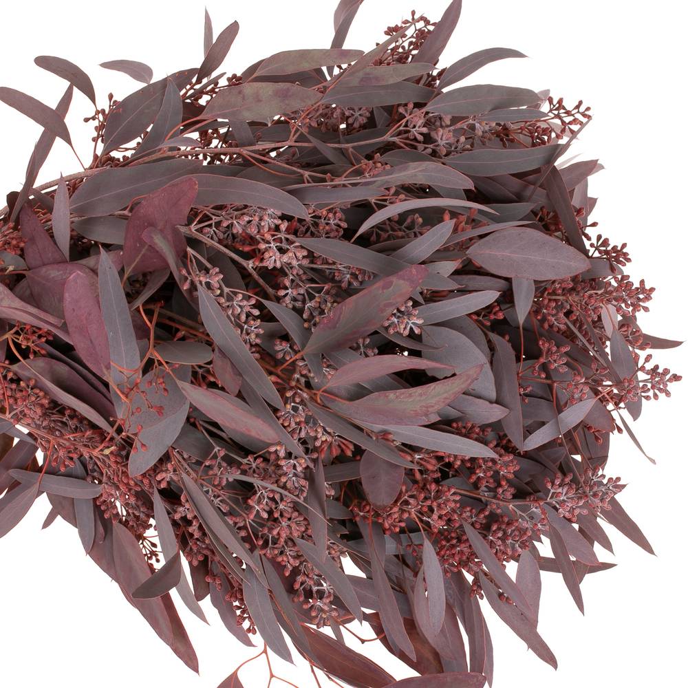 Populus rot Frucht gezogen 300 Gramm 60cm