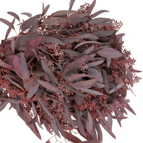 Populus rot Frucht gezogen 300 Gramm 60cm