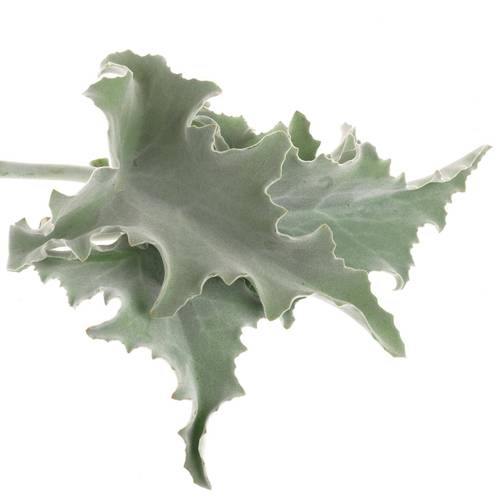 Kalanchoe Blatt Grau