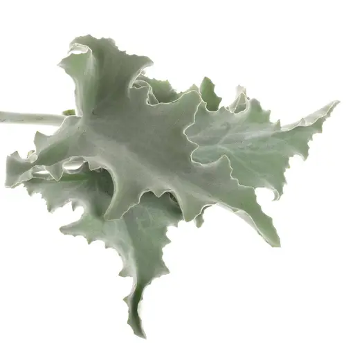 Kalanchoe Blatt Grau