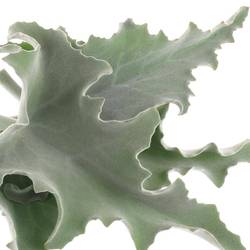 Kalanchoe Blatt Grau