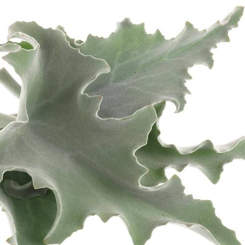 Kalanchoe Blatt Grau