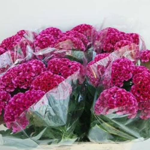 Hahnenkamm rosa Solid 85cm