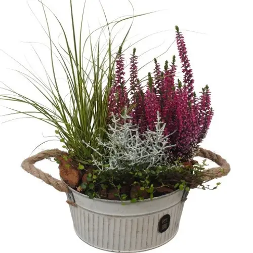 Garten.Arr PTHO7611 Herbst T19 H039