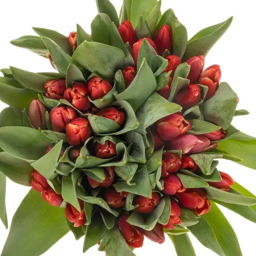 Tulpe rot/creme Kung Fu 28 Gramm