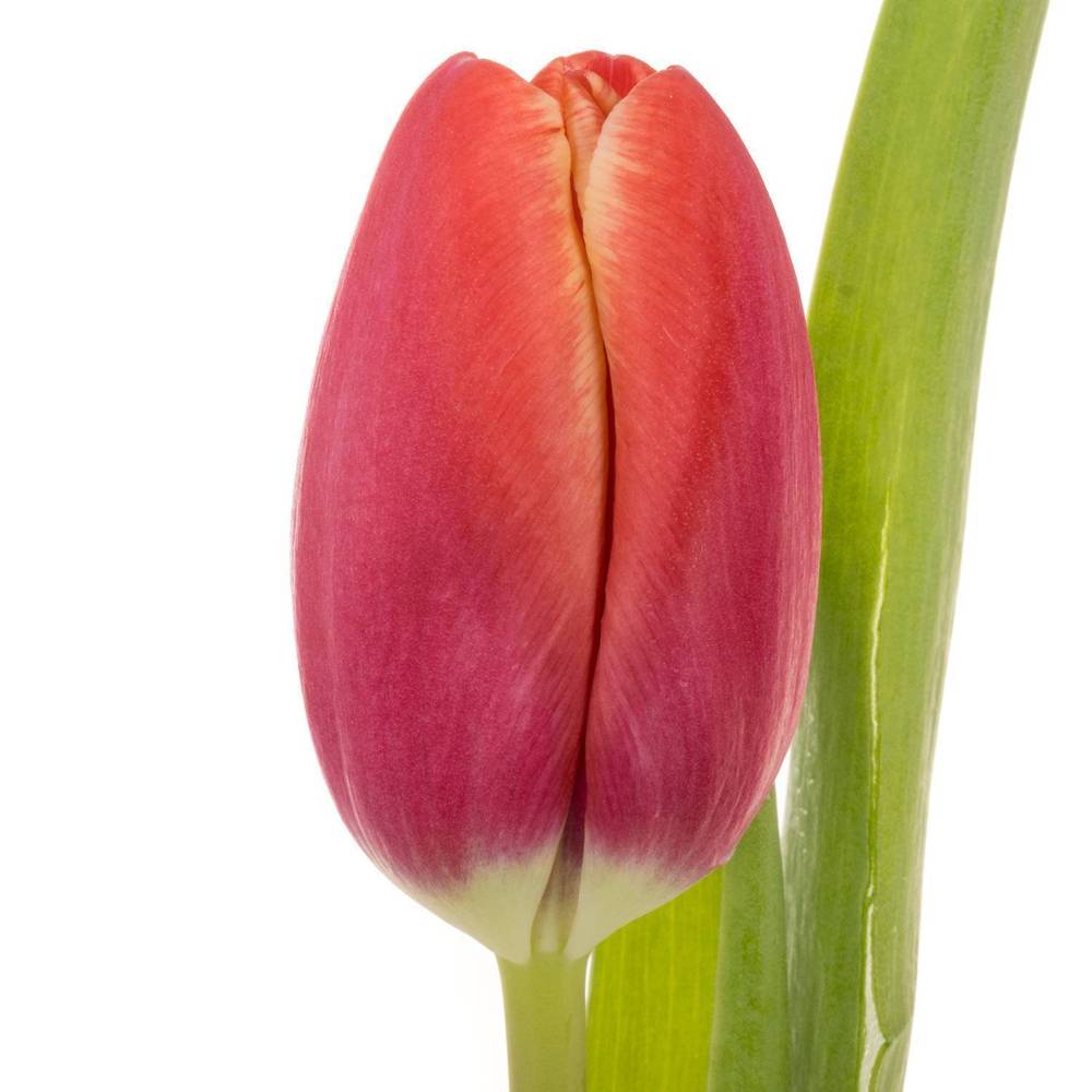 Tulpe rot/creme Kung Fu 28 Gramm