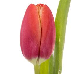 Tulpe rot/creme Kung Fu 28 Gramm