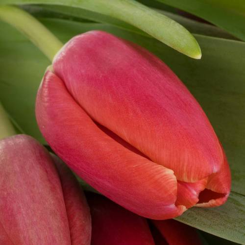 Tulpe rot/creme Kung Fu 28 Gramm