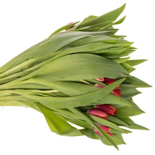 Tulpe rot/creme Kung Fu 28 Gramm