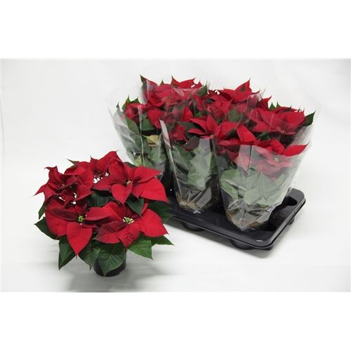Poins.rot Christmas Universe 5+ T13 H035