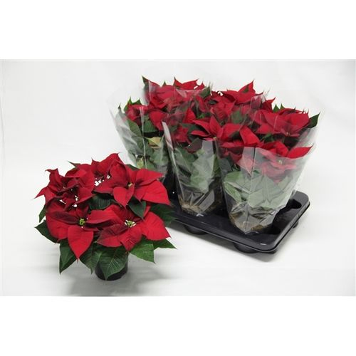Poins.rot Christmas Universe 5+ T13 H035