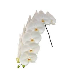 Phalaenopsis weiss Sensation 80cm 10 Bis 13 Blüte