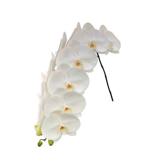Phalaenopsis weiss Sensation 80cm 10 Bis 13 Blüte