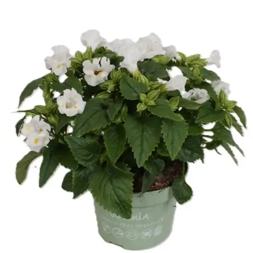 Torenia weiss T13 H022