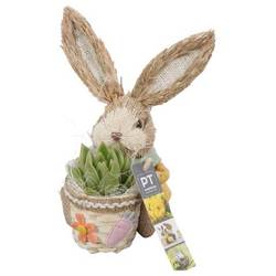 Ostern Arr PTPB3741 T15 H019