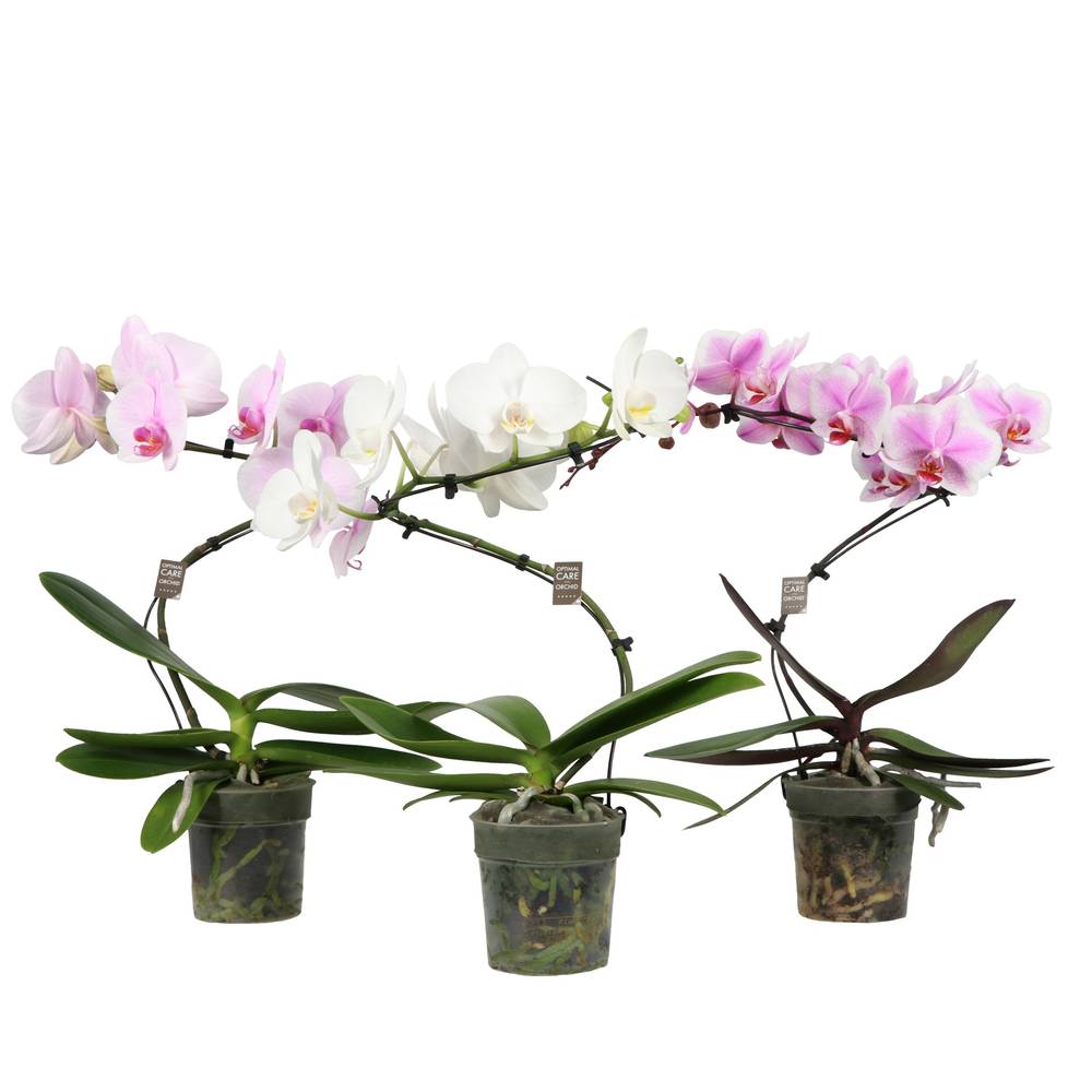 Phal.1-R mix Twister T12 H050