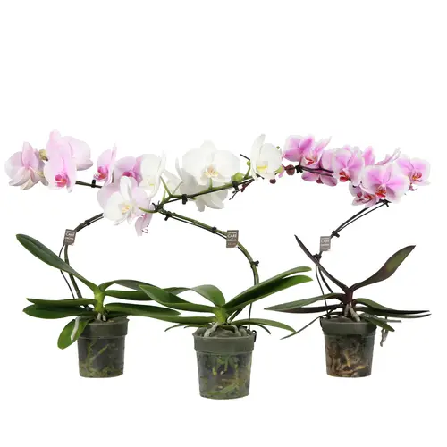 Phal.1-R mix Twister T12 H050