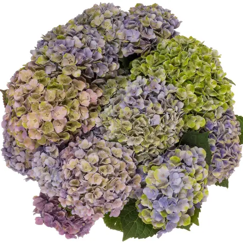 Hortensie lila verzw Amethyst Bol 20-22cm 80cm