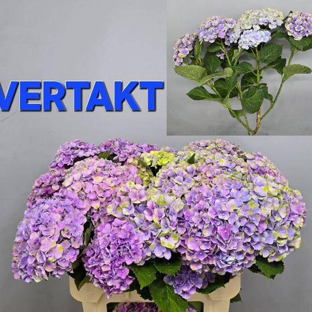 Hortensie lila verzw Amethyst Bol 22cm 80cm