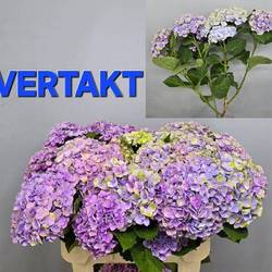 Hortensie lila verzw Amethyst Bol 22cm 80cm
