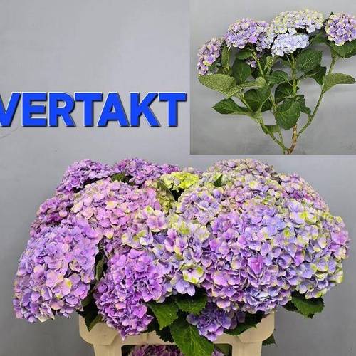 Hortensie lila verzw Amethyst Bol 22cm 80cm