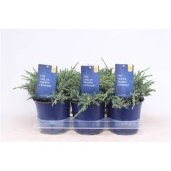 Juniperus Squamata Blue Carpet T15 H025