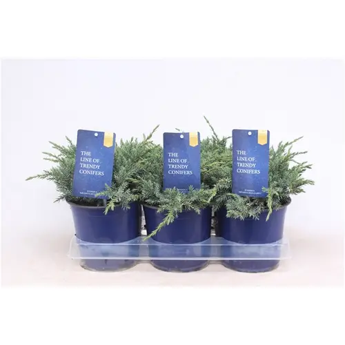 Juniperus Squamata Blue Carpet T15 H025