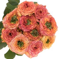 Rose rosa/dunkel orange Island Samoa gefüllt 50cm