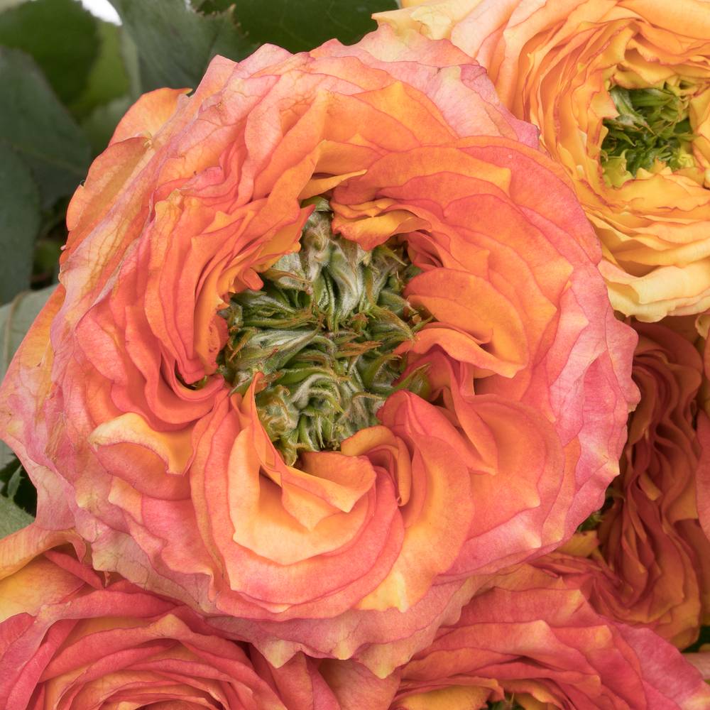 Rose rosa/dunkel orange Island Samoa gefüllt 50cm
