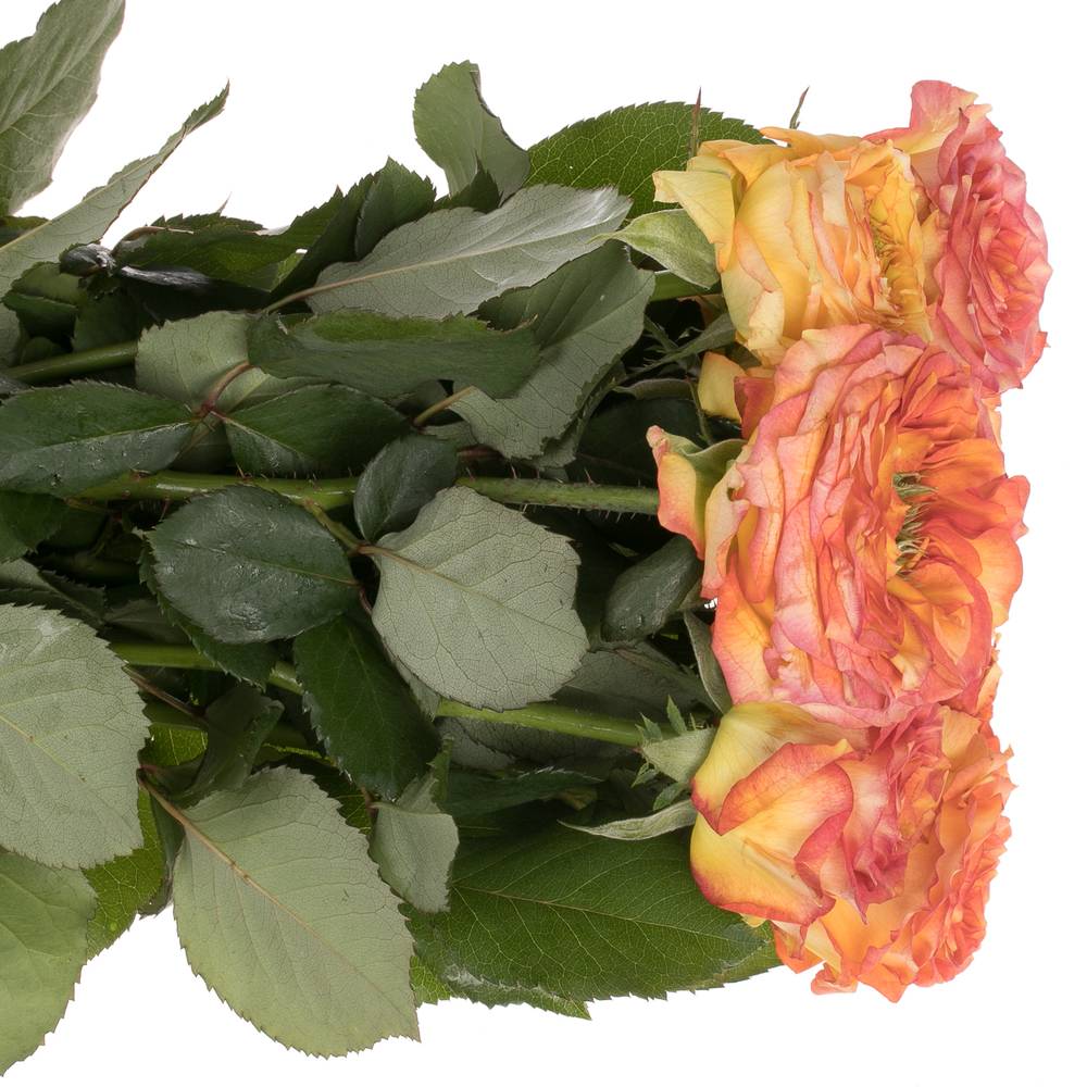 Rose rosa/dunkel orange Island Samoa gefüllt 50cm