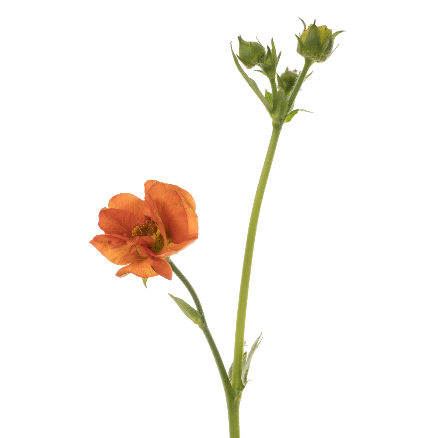 Geum dunkel orange 55cm x30