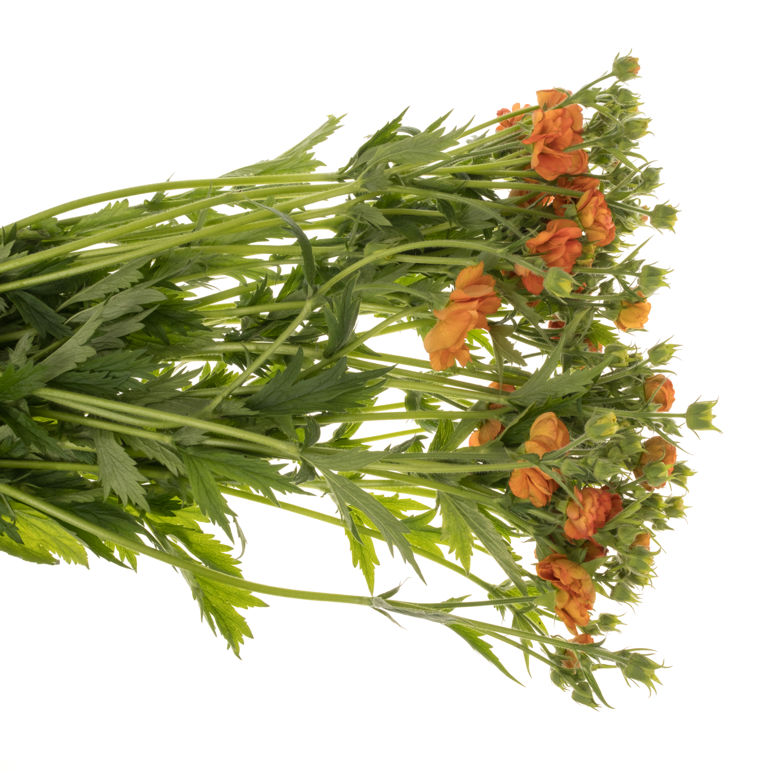 Geum dunkel orange 55cm x30